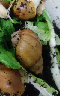 حلزون ابرسان و زیبایی