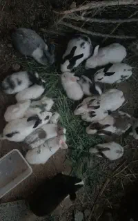 خرگوش
