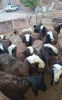 فروش بره نر شال زنجان قیدار