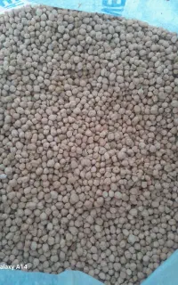 نخود دیم خوشپخت فروشی
