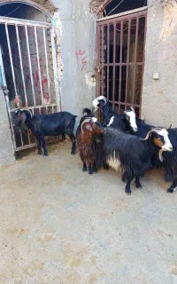بزمحلی مالچه