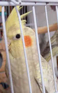 عروس هلندی
