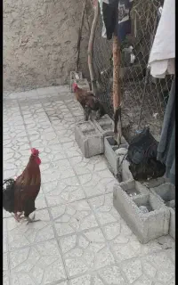 خروس