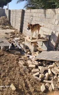 سگ سرابی