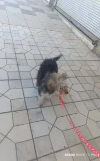 سگ خانگی دختر و پسر موجود هست