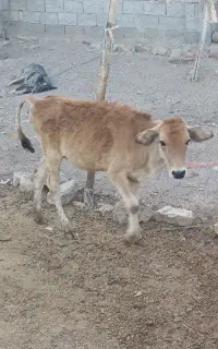 گوساله ماده گاو
