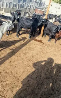 فروش