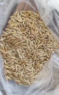 فروش جو بذری