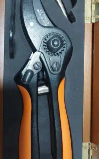 درخت چین  ژاپنی  پیسوله برقی   کارواش