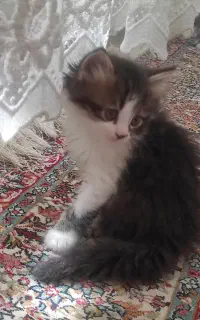 چهار عدد بچه گربه واگذار میشود مادر هیمالین