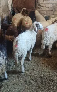بره