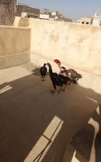 مرغ و خروس لاری