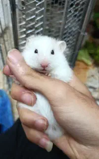 خانواده هشت نفری همستر