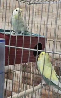 جفت مرغ عشق رینبو
