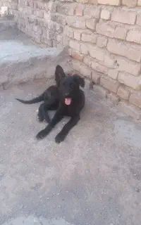 واگذاری سگ