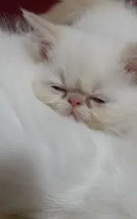 پرشین فلت