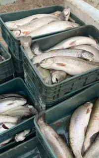 فروش ماهی قزل آلا مستقیم از مزرعه پرورش ماهی