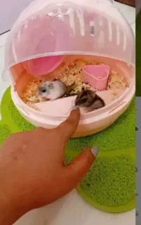 همستر کمپل و سوری . خوکچه هندی(کوچولوی بازیگوش)