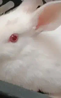 خرگوش