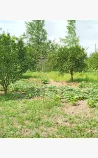 باغدار و سرایدار جهت رسیدگی به باغ