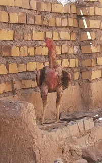 حیوانات مزرعه