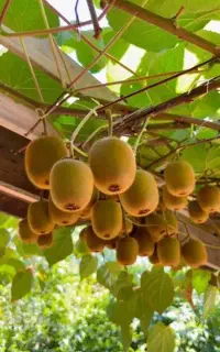 از هر درختت ۷ کیلو کیوی برداشت کن