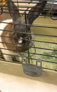 خرگوش ماده بالغ با وسایل