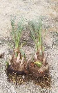 فروش انواع پاجوش نخل و گرده نخل و پنیر نخل