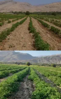 کود ارگانیگ  افزایش تناژ سی درصدی