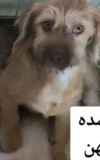 سگ پاکوتاه گمشده