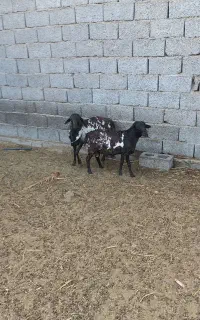فروش قوچ برشن
