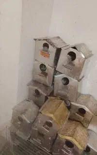 خونه فنچ