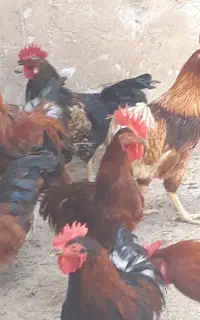 خروس جوان