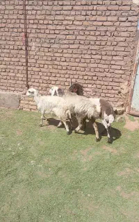 بره ماده