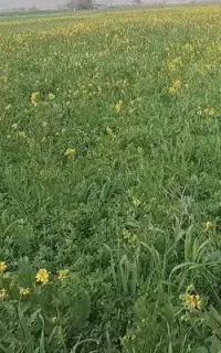 خدمات باغبانی