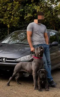 سگ کنکورسو داگو آلابای کانگال دوبرمن مالینویز ژرمن