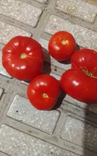 گوجه کوردی اصل