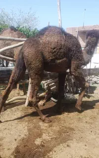 یه نفر شتر