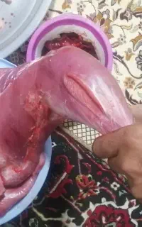 بغلمون کوشتی وکوشتش