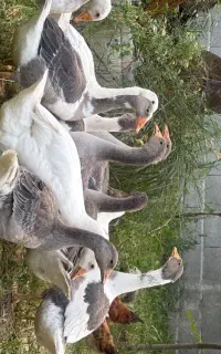 فروش قاز