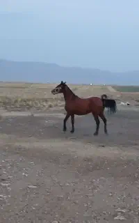 اسب مادیان