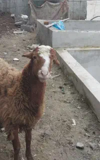 بره گوسفند۷ماهه نر سرحال نژاد دار