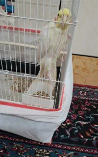 عروس هلندی