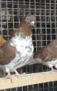 کبوتر پرشی