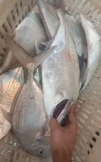 تورجشی