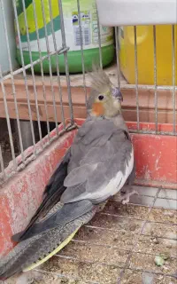 عروس هلندی والد