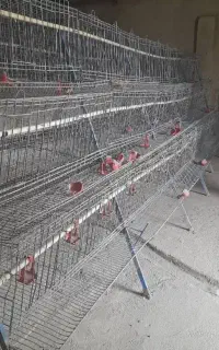 قفسه مرغ تخم گذار