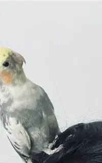 گمشده