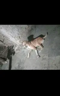 سگ گمشده
