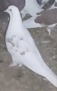 هما پشتی قره قجله
